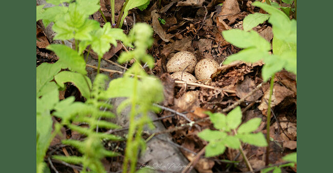 Элвис Антсон Фотограф. Птицы Костромской области.. Кладка кулика-перевозчика