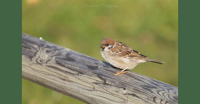Элвис Антсон Фотограф. Золотая осень в Плёсе.