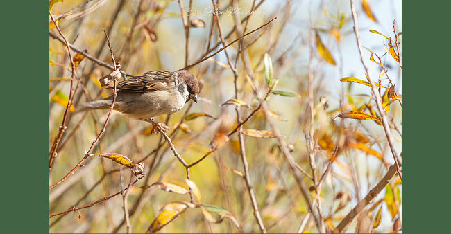 Элвис Антсон Фотограф. Золотая осень в Плёсе. Плёсский воробей :)