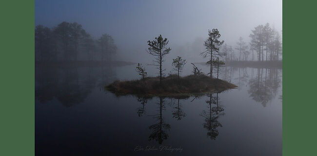 Элвис Антсон Фотограф. Очарование лесных болот.
