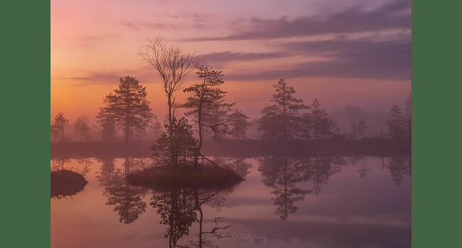 Элвис Антсон Фотограф. Очарование лесных болот.