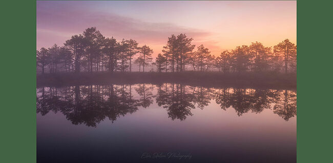 Элвис Антсон Фотограф. Очарование лесных болот.