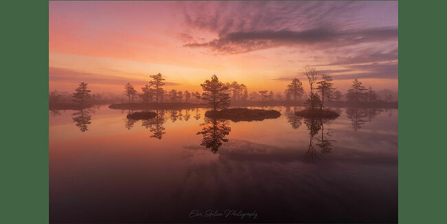 Элвис Антсон Фотограф. Очарование лесных болот.