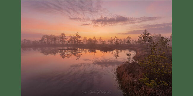 Элвис Антсон Фотограф. Очарование лесных болот.
