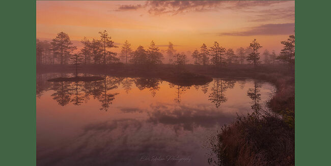 Элвис Антсон Фотограф. Очарование лесных болот.