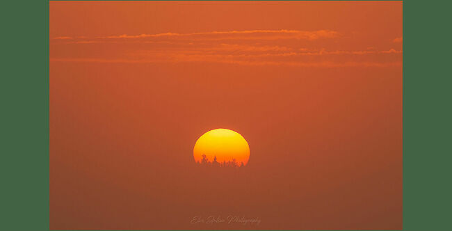 Элвис Антсон Фотограф. Очарование лесных болот.