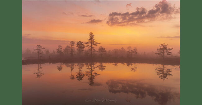 Элвис Антсон Фотограф. Очарование лесных болот.