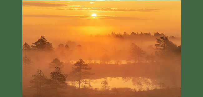 Элвис Антсон Фотограф. Очарование лесных болот.