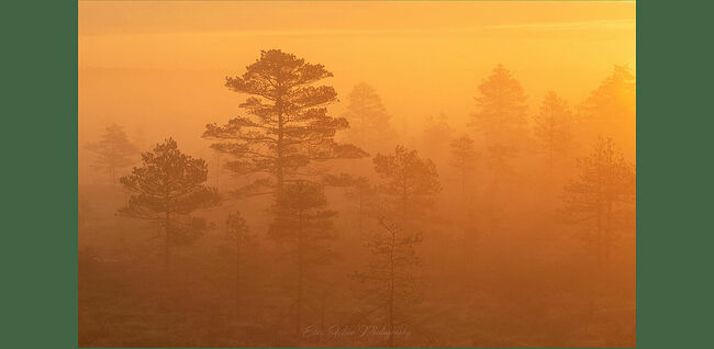 Элвис Антсон Фотограф. Очарование лесных болот.