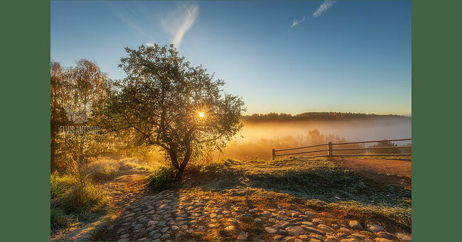 Элвис Антсон Фотограф. Золотая осень в Плёсе. На яблоньке висит золотое яблочко.