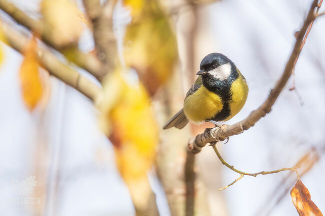 Элвис Антсон. Синицы Кологривского леса. Большая синица (Parus major)