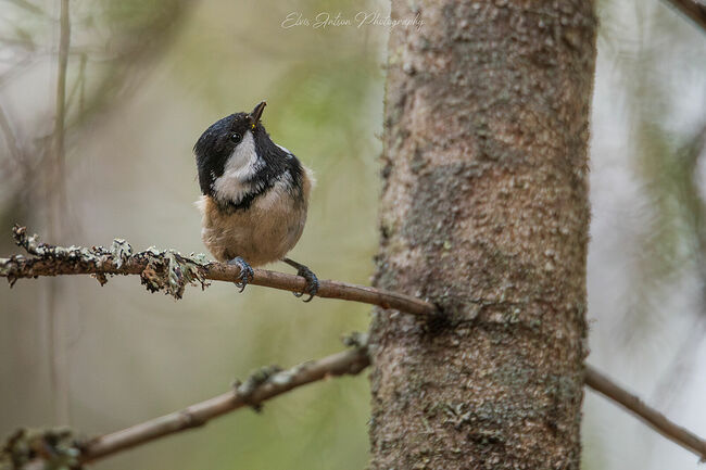 В этой статье я расскажу вам про самую маленькую синичку моско́вку, она же чёрная синица (лат. Periparus ater).  Раньше название писалось через букву «а» и произносилось с ударением на первый слог – ма́сковка, то есть птичка с маской. Со временем букву «а» заменили на «о», и многие по незнанию название птички стали ассоциировать с Москвой.   Московка занесена в Красные книги Костромской, Ярославской, Липецкой, Ленинградской областей, города Москвы и Республики Мордовия.  Птичка маленькая: длина тела всего 10-11 сантиметров, весом 8-12 граммов. Голова у ней чёрная с белыми щёчками и белым пятном на затылке. Спинка серая, крылышки буровато-серые с двумя светлыми поперечными полосками. Хвостик тоже буровато-серый. Грудь и брюшко бежевые, подхвостье и бока чуть ярче.    Пару птички создают на всю жизнь. Продолжительность жизни: 9-10 лет.   Питаются московки насекомыми и личинками в период размножения, осенью переключаются на семена хвойных. Их в это время можно увидеть свисающими с еловых шишек, как на открытках. Эти птички умеют делать запасы на зиму, пряча жуков и семена в коре деревьев. Живут московки в ельниках или смешанных лесах, избегают населённых пунктов.  Пара размещает гнездо в старых дуплах, оставленных дятлами или буроголовыми гаичками. За сезон родители успевают дважды вырастить потомство. Первая кладка приходится на конец апреля, вторая – в июне. Яиц в первой кладке бывает больше, чем во второй, весной – до 13 штук, а летом – до 9. Яйца белые с коричневыми крапинками. Мать одна занимается высиживанием на протяжении двух недель, а отец добывает корм. Первые слётки появляются через 21 день после вылупления. А до этого времени родители кормят и заботятся о них. Осенью молодые и взрослые московки сбиваются в стаи вместе с лазоревками, гаичками, пищухами и даже желтоголовыми корольками. И в этот период никто ни с кем не соперничает.   В случае суровой зимы и при нехватке корма московки могут мигрировать. Вот в этот момент, когда их путь пролегает через большие города с зеркальными современными постройками, птиц подстерегает опасность. Они в зеркальных стёклах видят отражение неба и облаков и разбиваются насмерть целыми стаями.  Также уменьшение численности московок происходит из-за вырубки хвойных лесов.   Московку я сфотографировал в государственном заповеднике «Кологривский лес». Пусть живут наши братья меньшие и радуются жизни, а Кологривский лес им будет щедрым и надёжным домом.
