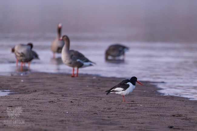 Элвис Антсон. Кулик-сорока и белолобые гуси в Кологривской пойме. Без названия