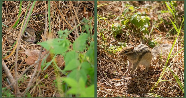 День удался! Я был преисполнен чувством радости от близкого общения с лесными жителями. Позже я принёс моему маленькому другу орехов, оставил лакомство в его владениях. Бурундуки в Костромской области встречаются не часто, в основном, в Кологривском и Павинском районах. Спасибо, мой маленький друг, живи долго, не болей! И до встречи!