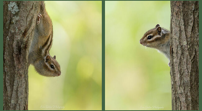 Но, как оказалось, мой новый маленький друг далеко не ушёл, он изучал меня. Я же находился на его территории. Бурундук понял, что я не медведь и не претендую на его запасы, от меня не исходит угрозы и принялся заниматься своими бурундучьими делами, позволив мне с близкого расстояния сделать ещё несколько кадров.