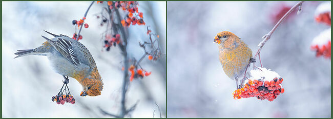 Случилось настоящее чудо – на зимние рябины опустились яркие гости с севера. Да, да, в Костромскую область прилетели щуры (лат. pinicola enucleator)! Птицы, устроившись на ветках, неторопливо выбирают спелые ягоды, ловко доставая из них семена своими крепкими клювами. Они не спеша перелетают с ветки на ветку. Их оперение, сотканное из закатного пламени, создаёт удивительный контраст с белоснежным покровом. Мелодичные свисты, похожие на флейтовые переливы, наполняют застывший от холода воздух. Стайки щуров, словно огоньки, оживили зимний пейзаж.   Кто же вы такие, северные гости?
