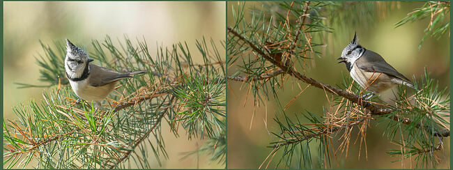 Эта птичка получила своё название благодаря характерному коническому хохолку с заострённым кончиком, напоминающему головной убор гренадёров - элитных воинов пехоты и кавалерии. Птица обитает в смешанных лесах с преобладанием сосны и ели и питается семенами хвойных деревьев. Птицы создают брачный союз на всю жизнь. И они строго привязаны к своему участку обитания. Гренадёрки известны своим умением делать запасы корма, пряча семена и насекомых в укромных местах - это помогает пережить холодные времена.