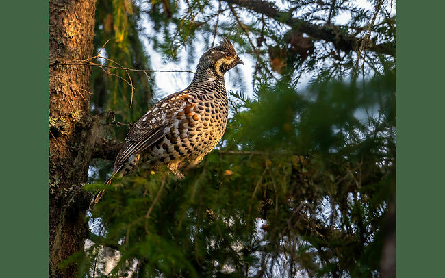 В сумрачной глубине Кологривского леса неподвижно замер рябчик. Он искусный маскировщик, притаился на ветке старой ели, в нескольких метрах над землёй – там, где тени гуще. Его пёстрое оперение соткано из серых, рыжих и бурых оттенков с вкраплениями белого. Рябчик – часть природной мозаики. Чёрное пятно на горле, окаймлённое белой полосой – главное отличие самца от самки, у дамы пятно либо отсутствует, либо выражено слабо. Хохолок на голове приподнят – верный признак того, что птица настороже. Вокруг птицы молчаливые ели, чьи ветви клонятся под тяжестью осени. У корней прячутся ягодники, а в воздухе витает терпкий запах хвои и опавшей листвы. Рябчик не шевелится. Только его внимательный взгляд, острый и проницательный, скользит по лесу. В этом безмолвном наблюдении – вся суть лесной птицы, чья жизнь проходит в вечном ожидании опасности и поиске пищи. Он – часть древнего леса, один из его хранителей.  Рябчик – самый мелкий представитель тетеревиных. Длина тела с хвостом составляет 35-37 см, размах крыльев – 48-54 см, вес редко превышает 500 граммов. Птица оседлая, не склонная к дальним миграциям. Предпочитает высокоствольные хвойные леса с примесью берёзы и ольхи. Активна утром и вечером, а днём отдыхает. Питание преимущественно растительное. Птенцы питаются насекомыми. Рябчики моногамны – пару создают на всю жизнь. Самец токует высоким свистом, защищая свою территорию. Гнездо на земле представляет собой ямку, выстланную веточками и листьями. В кладке обычно наблюдается от 5 до 10 яиц, которые насиживает самка в течение 25 дней. В природе продолжительность жизни рябчика составляет 9 лет. Зимой рябчики роют снежные норы и в них ночуют. Мечта фотографа – запечатлеть рябчика в период токования.