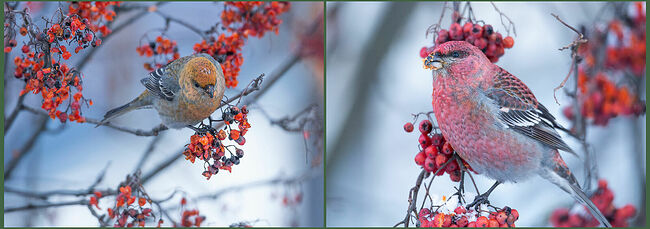 Отличаются очень спокойным характером, близко к себе подпускают человека, чем пользуются хитрые браконьеры. Ещё один интересный факт: зимой эти птицы могут принимать ванны в незамерзающих водоёмах.  