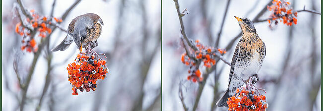 Дрозды-рябинники в этом году остались зимовать в Костромской области. По наблюдениям орнитологов, эти птицы остаются на зиму в благоприятные годы при наличии достаточной кормовой базы. Особенно важно наличие урожая рябины и можжевельника. Морозы и многоснежье не являются препятствием для зимовки этих птиц.