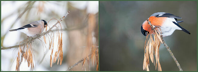 Снегирь (лат. Pyrrhula pyrrhula) – небольшая птица, размер взрослой особи  составляет 16-18 см, а вес варьирует от 28 до 35 граммов. Клюв  конусовидный, широкий и толстый – идеальное приспособление для  дробления твёрдых ягод. Лапы трёхпалые: два пальца направлены вперёд,  один – назад. В стае обычно от 3 до 10 особей, где доминирует самка. Птицы  растительноядные, особенно любят ягоды рябины, калины, черёмухи, едят  плоды выборочно – достают семена, а мякоть оставляют. Снегирь – певчая  птица, принадлежащая к семейству вьюрковых отряда воробьинообразных.  Почему мы не видим снегирей летом? Потому что места гнездований  снегирей располагаются в лесах, хвойных или смешанных, далеко от  людских глаз. Гнездо птицы располагают на высоте 2-5 метров от земли и  подальше от ствола. 