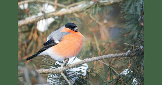 Прилёт к местам гнездования происходит во второй  половине марта. Гнёзда строятся из еловых веточек и травянистых стеблей.  Лоток выстилается шерстью и перьями. Иногда в наружных стенках  присутствует мох и лишайник. В кладке обычно содержится 4-6 яиц голубого  цвета. Насиживает яйца самка в течение двух недель, а самец в этот период  берёт на себя заботу о её кормлении. Вылупляются птенцы одновременно и  ещё две недели находятся с родителями. Потом они покидают гнездо, но  какое-то время остаются поблизости. За лето пара снегирей может выводить  потомство дважды, а иногда и трижды. Эти птицы стали любимыми героями  детских стихов и рисунков, их рисуют и серьёзные художники. Снегири  воплощают зимнюю красоту и уют. Наблюдать за ними – настоящее  удовольствие для любителей природы.