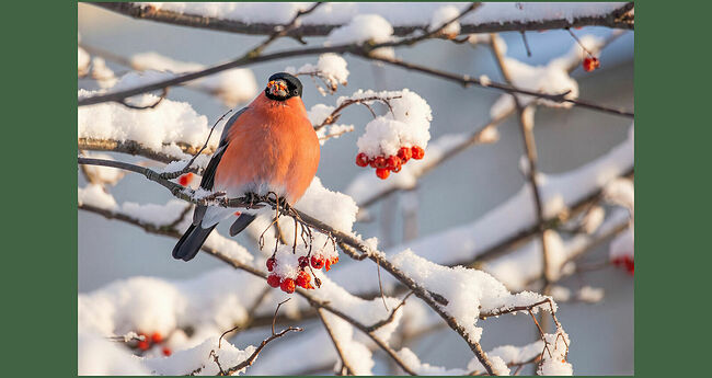 Снегири – удивительные по красоте птицы, посланники зимнего царства,  настоящие хранители зимнего леса. Их атласно-чёрные шапочки, словно  короны, венчают плотные, крепкие тельца. Алые грудки самцов горят на  снежном фоне, как драгоценные рубины. Они неторопливо порхают с ветки  на ветку, выискивая ягоды рябины и калины. Стайки снегирей держатся  небольшими группами, редко ссорясь между собой. В их мире царит  матриархат – самки главенствуют над самцами. Когда солнце бросает лучи на  заснеженные ветви, оперение снегирей начинает переливаться всеми  оттенками красного, создавая впечатление, будто в лесу зажглись маленькие  праздничные огоньки. 
