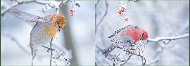 В таинственных дебрях северных лесов обитают щуры. Эти лесные скитальцы не любят засиживаться на одном месте. Если на севере очень холодно и много снега, выдался неурожай семян и ягод, они прилетают в более тёплые области нашей страны в поисках пропитания. Малиновый красавец – это самец щура: карминно-красные голова, спина и грудь, серое брюшко и тёмно-бурые крылья с белыми полосками. Самки тоже очень красивые, они одеты в оранжево-серые наряды. Длина тела птичек варьирует от 20 до 26 см. Размах крыльев может достигать 38 см. Хвостик длинный с вилочкой на конце.