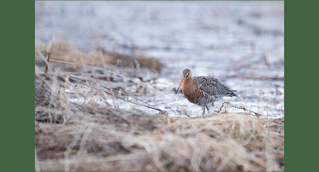 В полёте тело веретенника напоминает веретено, отсюда и название.  Весной, когда Унжа, разбуженная тёплыми лучами солнца, широко разливается по пойме, затопив луга и превратив их в водное царство, по водной мозаике скользят отражения проплывающих облаков, а в заводях и старицах кипит своя особенная жизнь. Среди водной глади особенно выделяются грациозные веретенники. Они неспешно бродят по мелководью, выискивая корм. Питаются веретенники беспозвоночными, а также растительной пищей. Их длинные тонкие ноги легко ступают по илистому дну, а изящные силуэты отражаются в зеркальной поверхности воды. Воздух тогда наполнен свежестью пробуждающейся природы.   