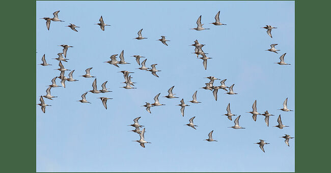 Большой веретенник, или болотный кулик (лат. – Limosa limosa) – изящная и крупная птица, размером с голубя, очень грациозная, с длинными ногами и характерным длинным клювом. В брачный период самцы щеголяют в ярком наряде: их голова, шея и верхняя часть груди окрашены в насыщенный рыжий цвет. Нижняя часть груди украшена причудливым узором из рыжих, белых и тёмно-бурых пестрин. Брюхо белое, с редкими вкраплениями. Самки выглядят более скромно – их оперение охристо-серое. Отличительная черта вида – яркая белая полоса вдоль внешней стороны крыла, белое надхвостье и основание хвоста, контрастирующее с чёрным окончанием. Клюв розоватый с тёмной вершиной. Вес веретенника может достигать 500 г, длина тела – 44 см, а размах крыльев – до 70 см. 