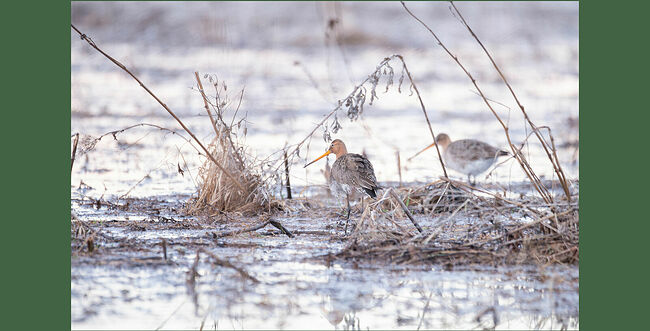 Гнездятся эти птицы на открытых травянистых пространствах, лугах и болотах. Гнездо представляет собой ямку в почве с подстилкой из травы.  В кладке бывает обычно 4 яйца грушевидной формы. Насиживают оба родителя около 26 дней. Молодые веретенники становятся на крыло в возрасте около месяца.  Зимовать веретенники улетают в Африку, Южную Азию и Австралию. Миграция приходится на середину августа.  Большой веретенник занесён в Красные книги Вологодской, Московской, Новгородской, Псковской, Смоленской, Ярославской, Калужской, Липецкой, Орловской областей.  В Беларуси большой веретенник был объявлен птицей 2025 года.