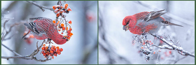 Птицы питаются семенами хвойных деревьев, сочными ягодами, почками, бутонами, а молодые особи добавляют в рацион насекомых. Зимой щуры кочуют стаями, навещая города.   Гнездование происходит летом. Пары формируются во время зимних и весенних кочёвок. Гнездо строят на хвойных деревьях на высоте до 4 метров и подальше от ствола, в качестве строительного материала используют веточки, сухую траву и шерсть животных.