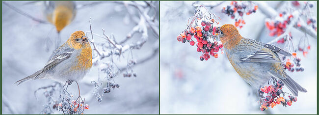 Яйца очень красивые – они голубые в крапинку, обычно в кладке бывает от 2 до 6 яиц. Насиживает кладку самка, а самец берёт на себя хлопоты по её кормлению. Птенцы быстро растут и уже в возрасте трёх недель учатся летать. Эти птицы в природе могут прожить около 12 лет, а в неволе теряют яркость оперения, не могут смириться с заточением и погибают.