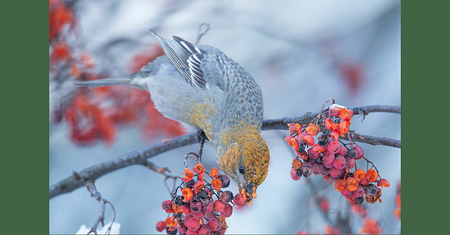 Вот такие красивые гости с севера порадовали нас своим ярчайшим появлением. И даст Бог, не в последний раз.Очевидцы утверждают, что в центральные области Европейской России щуры прилетают один раз в 5 лет, а в каких-то локациях в последний раз были замечены 30 лет назад.