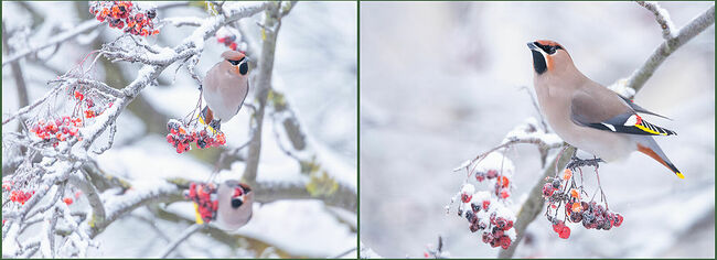 Словно розовые всполохи зари опустились на заснеженные ветви рябины красивейшие птицы, украсив зимний пейзаж яркими красками. Это свиристели (лат. Bombycilla garrulus) – удивительные создания с хохолками на голове, чей наряд сочетает в себе розовато-дымчатые тона, а крылья украшены белыми и жёлтыми лентами. По краю хвостов тянется яркая золотистая кайма, а кончики маховых перьев мерцают алыми красками.  Откуда они здесь? Из далёких таёжных просторов, где зимние морозы особенно суровы, эти кочевники, как и щуры, отправляются в путь. Это не перелётные птицы, а именно – кочевники. Они перемещаются на несколько сотен километров в поисках пищи, когда земля укрывается снежным одеялом. Большими стаями до полусотни птиц они прочёсывают леса в поисках ягод. И Кологривский лес с его рябиной стал для них настоящим подарком судьбы. Здесь, среди заснеженных исполинов, они находят приют и пищу, а в густых еловых ветвях – защиту от метелей. Песни свиристелей наполняют лес особенной мелодией, они издают нежные журчащие трели «свиририри». А когда они дружно перелетают с дерево на дерево, их яркие хохолки создают впечатление танцующих в воздухе огоньков.