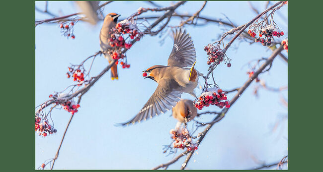 Так и живут они здесь до весны, пока не придёт пора возвращаться в родные таёжные края, чтобы в мае-июне, в период гнездования вновь раствориться в бескрайних северных лесах.  Свиристель – небольшая птица, длиной 18-23 см и весом около 67 граммов. Летает быстро и прямолинейно. Стаи птиц производят впечатление слаженного коллектива. Летом их рацион состоит из: насекомых, личинок, ягод и молодых побегов. Гнездятся они в верхней кроне деревьев, строят чашеобразное гнездо из травы, мха и веточек. В кладке обычно бывает до 6 голубоватых в крапинку яиц. Птенцы становятся самостоятельными через 15-17 дней.  Основные враги свиристелей: совы, куницы, ласки, вороны, ястребы. Свиристели до сих пор остаются малоизученными, потому что в период гнездования они ведут крайне скрытный образ жизни. И сфотографировать птиц в период гнездования – это огромнейшая удача.