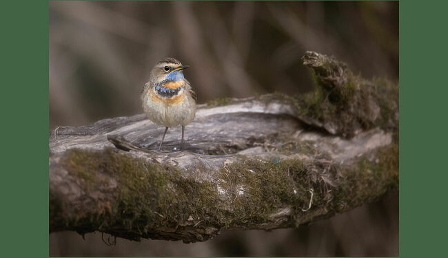 На старой высохшей ветке, словно миниатюрной сцене под открытым небом, выступает варакушка - настоящий артист природного театра. Птичка держится прямо, с горделивым видом, её приподнятый хвостик выдаёт в ней уверенного в себе исполнителя. Буровато-серое оперение создаёт элегантный контраст с ярким сине-оранжевым нагрудником – настоящий сценический костюм. Лёгкий ветерок колышет ветви, создавая естественный аккомпанемент.   Варакушка – небольшая певчая птичка из семейства мухоловковых, относящаяся к отряду воробьинообразных. Длина тела достигает 15 см, масса варьируется от 15 до 23 граммов. Самки имеют более скромное оперение: белое горло с тёмным ожерельем. Птицы моногамны. Гнездится пара на земле, в кустарниках и старых ветках на высоте до 1 метра. В кладке обычно наблюдается от 4 до 7 яиц оливково-голубого цвета, которые насиживает только самка. Питаются варакушки в основном насекомыми и их личинками, осенью в рацион добавляются ягоды. Пение варакушек отличается разнообразием звуков: свисты, щебетание, щёлканье и подражание другим птицам. Осенняя миграция начинается с середины августа и длится до середины сентября. Варакушки стай не образуют. Продолжительность жизни в природе составляет около трёх лет. Эта птица является ближайшим родственником соловья.