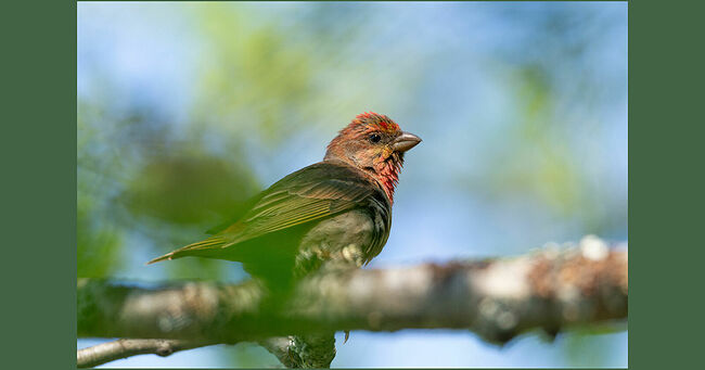 Оперение самца чечевицы играет яркими красками: красно-малиновая голова и грудь пылают, как закатное солнце. Птица поёт весеннюю песню: "Витю видел?" Иногда в его песне проскальзывает тихое щебетание, переходящее в более громкий свист. Вокруг этого яркого "маячка" простирается влажный луг с зарослями черёмухи и ивняка. Здесь он будет ждать свою подругу, продолжая распевать незатейливую песенку.