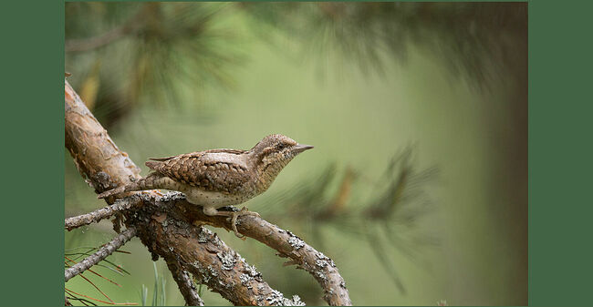 Вертишейка (лат. Jynx torquilla) – дятел, который не долбит древесину. Клюв у птицы для строительных работ не подходит. Хвост у ней длинный, округлый и мягкий и не служит опорой при лазании. Птицы территориальные, гнездовые пары располагаются на значительном расстоянии друг от друга.  Вертишейка сама не строит, она занимает свободное дупло, выдолбленное дятлом, или пользуется естественной полостью - в пустотах древесины старого или больного дерева, например, также может поселиться в скворечнике. В случае опасности, эта птица имитирует змею: начинает крутить шеей, вращать глазами и шипеть, у незваного гостя сразу отпадает желание заглядывать в дупло.   Питается птица муравьями, тлёй, личинками, куколками, слизнями, жуками, бабочками, яйцами мелких птиц, рацион дополняет ягодами и плодами. Как у всех дятлов, язык вертишейки длинный и клейкий.  Каждый год вертишейки образуют новую пару. Потомство выводится один-два раза за сезон. Выкармливают птенцов оба родителя, но яйца высиживает преимущественно самка. Примерно, через 27 дней птенцы становятся на крыло. А через несколько дней после этого выводок разлетается.   Вертишейка – мастер маскировки. Окраской похожа на ястреба, этот камуфляж сливается со стволами деревьев и ветками, что делает птицу невидимкой. Линька происходит в августе после гнездования. Половой диморфизм не выражен – самки и самцы выглядят одинаково.  В конце августа-начале сентября вертишейки соберутся в стаи по 10-12 птиц и покинут Кологривский лес. Зимуют они в Африке, Индии и Южном Китае. А в начале мая будущего года снова вернутся туда, где родились и встали на крыло.   Вот такой интересный дятел, который не лазает по стволам деревьев, как его родственники и не долбит древесину, птица-змея с голосом, отдалённо напоминающим мелкого сокола. Что же общего у вертишейки с дятлами? Во-первых, длинный и тонкий язык, на конце языка имеются зубчики, они покрыты клейкой слизью - так удобнее доставать насекомых. Во-вторых, строение пальцев ног: два пальца направлены вперёд и два пальца - назад. В-третьих: ныряющий полёт. И в-четвёртых: звуки, которые напоминают крики, издаваемые малым и пёстрым дятлами. Чудо природы!   Эту птицу я давно хотел сфотографировать. Хорошо поснимать не получалось, потому что вертишейка – птица, которая редко опускается ближе к земле, особенно, в присутствии человека. Фотографировать нужно близко и на уровне роста фотографа, ведь птица не крупная, длина тела всего 17-20 см. Но мне повезло, в этот раз съёмка получилась «богатой», потому что помимо вертишейки пришёл и бурундук, но эта уже совсем другая история.