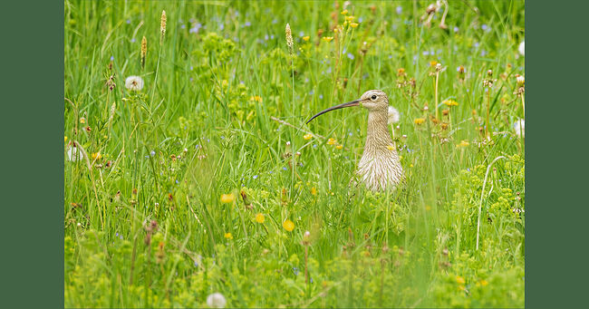 В колыбели луговых трав, где небо сливается с землёй, вышагивает большой  кроншнеп. Это король среди куликов. Его фигура превосходит воронью.  Изогнутый книзу длинный клюв помогает птице добывать пропитание из  влажного грунта. Он неторопливо прохаживается, выискивая в траве свою  добычу – моллюсков, червей, насекомых. Иногда останавливается и  прислушивается к шорохам природы, а затем снова продолжает свой  неспешный путь. Этот редкий красавец занесён в Красную книгу России и  находится под угрозой исчезновения. Его популяция в средней полосе  критически мала – всего несколько тысяч пар. Причины сокращения  численности печальны: осушение болот, распашка степей, незаконная охота.  В Кологриве сохранились ещё нетронутые уголки природы, где кроншнеп  находит временное убежище. Здесь, среди сырых лугов и травяных болот, он  строит своё гнездо. Но даже в заповедных местах птица нуждается в защите  и внимании человека.  Большой кроншнеп (лат. Numenius arquata) – крупная птица семейства  бекасовых, самый большой представитель семейства в Европе. Размеры его  впечатляют: длина тела составляет 50-60 см, размах крыльев достигает 80-  100 см, а вес варьируется от 600 до 1000 граммов. Самки крупнее самцов.  Оперение имеет скромную окраску серо-коричневого цвета с различными  полосками и вкраплениями. В полёте на спине большого кроншнепа виден  белый клин, внутренняя часть крыльев светлая. Крик птицы представляет  собой печальный, протяжный звук «куурлии». Гнездо большие кроншнепы  строят в углублении на земле. В кладке обычно встречается 4 яйца. Летать  молодые кроншнепы начинают в возрасте 5-6 недель. Выросшие птенцы  собираются в стаи, вместе кормятся на открытых пространствах. Семейная  жизнь этих птиц примечательна: они образуют пары на всю жизнь. Осенью  большие кроншнепы улетают на зимовку в Индию, Африку, Англию и  Средиземноморье, к концу сентября в Европейской части России их уже не  встретишь.