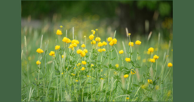 Майским утром кологривские луга переливаются красками пробудившейся природы. По изумрудному ковру рассыпаны золотые россыпи купальниц – этих лесных красавиц, чьи цветы напоминают маленькие солнышки. Их чашечки, словно фарфоровые, поднимаются над сочной зеленью, привлекая к себе внимание своей безупречной формой и чистотой красок. А в кронах деревьев и среди прибрежных зарослей не умолкает птичий хор. Зяблики заливаются звонкими трелями, их песни звучат громко и задорно, переплетаясь с нежными, лирическими мелодиями пеночек-весничек. Где-то вдалеке слышится мелодичное пение соловья, чьё искусство воспевать весну известно каждому. Лёгкий ветерок колышет травы, создавая на лугу причудливые волны, а утренняя роса искрится в лучах восходящего солнца. В майском концерте природы каждый звук, каждый цвет, каждый аромат сливаются в единую симфонию, где нет ни одной фальшивой ноты, где всё первозданно и гармонично.
