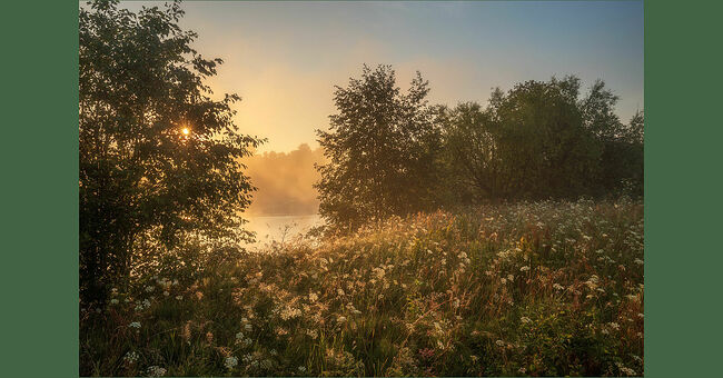 Над Унжей поднимается золотой туман. Цветными коврами стелется луговое разнотравье. Лето в Кологриве выдалось жарким. Дни стоят знойные,  прохладой спасают рассветы. Кологривские виды завораживают. Для меня,  как для фотографа, это ценные кадры: объёмные и атмосферные. Что такое  фотография? Это рисование светом. А туман – это волшебство, сказка,  огромный бонус для фотографа.  Поездка в заповедник совпала с самыми жаркими днями – было выше 30°C. В такую погоду и животные стараются спрятаться. А мы спасались от жары купанием в прохладной Понге. Речка местами непроходимая, вроде бы мелко, но присутствуют лесовалы. А есть места райские, где песчаные берега и дно, и чистейшая вода, а вокруг лес смешанный, но доминируют хвойные.  Красными бусинами заманивает в лес земляника. В лесу в июле, конечно, уже  не то, что в мае: стало заметно тише, уже нет того удивительного  разнообразного пения пернатых.
