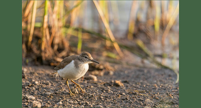 Кто это низко летает над водой, перемещаясь с берега на берег, будто что-то перевозит? Конечно, кулик-перевозчик (аctitis hypoleucos). А ещё он умеет плавать и нырять на глубину до одного метра, задерживая дыхание на двадцать секунд. Это самый маленький из подсемейства улитов, чуть меньше скворца: примерно 20 см в длину, с размахом крыльев до 40 см, весом около 100 граммов.  Птица-перевозчик занесена в Красную книгу Москвы под первой категорией редкости. В конце сентября эти забавные кулички покидают Кологрив и улетят в тёплые края. А в апреле они снова прилетят к нам, чтобы дать потомство.  Гнездятся они недалеко от воды: у берегов озёр, рек, ручьёв и прудов – здесь они находят пищу и укрытие. 