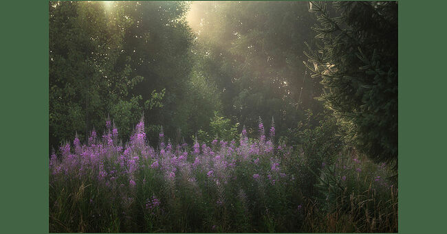 Июль. Лучи полуденного солнца пронизывают густые кроны деревьев. Мягкий свет проникает сквозь завесу листвы. В лучах солнца стройный красавец иван-чай словно светится изнутри. Между деревьев протянулись золотые нити паутины. Воздух пропитан спокойствием и безмятежностью. Лёгкий ветерок колышет листья.