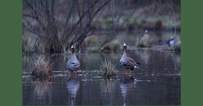 В предрассветной тишине Кологривской поймы, когда звёзды уже  погасли, гуси застыли в тёмной воде. Их силуэты отражаются в водном  зеркале. Впереди их ждёт долгий путь в Арктику. Месяц отдыха на  Кологривской земле дал им сил. Теперь они готовы к последнему рывку к  местам гнездования в заполярной тундре. Там, среди бескрайних просторов,  они найдут свои территории, построят гнёзда и выведут потомство. Путь их не  будет лёгким, впереди снова испытания: ледяные ветра, голод и усталость.  Только самые сильные и выносливые доберутся до цели. Они выживут и  продолжат древний цикл жизни. Возможно, в следующем году эти гуси и их  дети вернутся на Кологривскую пойму, чтобы отдохнуть перед новым  путешествием далеко на Север.