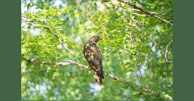 Знакомьтесь: осоед. Это беркут, который не охотится на домашнюю птицу. Птица занесена в Красные книги многих областей и республик России, а также различных стран. Он потихоньку исчезает: браконьеры отстреливают его из-за красивых крыльев; застройщики вырубают леса, в которых привыкли жить осоеды; использование ядохимикатов убивает диких пчёл и ос, снижая кормовую базу. Да, питается птица личинками, куколками ос, диких пчёл и шершней, поэтому и называется осоедом. Голова и ноги его покрыты толстой кожей, также на голове и шее растут очень плотные чешуевидные перья, которые образуют своеобразную кольчугу – защиту от разъярённых полосатых насекомых. Перья в случае опасности покрываются вонючим секретом, который отбивает у насекомых желание нападать.   Осоед терпелив. Он может очень долго наблюдать за осами и пчёлами, и по звуку определять, летит насекомое в гнездо с провиантом или из гнезда налегке.   Выследив, где находится гнездо, дело остаётся за малым – разворошить его и достать «вкусное». Пальцы осоеда одинаковой длины, с чёрными когтями, предназначенными для откапывания личинок. Если любимая еда отсутствует, то птица охотится на маленьких ящериц и лягушек.  Птицы моногамны, пару создают на всю жизнь. Брачный период начинается весной, недели через три, после возвращения из Африки. Пары каждый год строят новое гнездо или могут занять чужое свободное.  Гнездо осоед маскирует ветками с зелёными листьями высоко в кроне дерева. В кладке обычно два, редко три яйца. Высиживают оба родителя - попеременно.   Осоед – птица средних размеров. Длина тела до 60 см, самки чуть крупнее самцов. Вес может доходить до килограмма. Размах крыльев достигает 1,2 м. Радужная оболочка глаз у взрослых особей ярко-лимонная, у молодых – коричневая. Лапы осоеда жёлтые. Отличительная черта от других хищных птиц: три полосы на хвосте - одна у основания и две внизу. Люди по незнанию истребляют осоеда, принимая его за другого хищника, опасного для домашней птицы.   Осоеду, которого мне удалось сфотографировать, повезло: он поселился на особо охраняемой территории - в государственном заповеднике «Кологривский лес». Когда я и инспектор заповедника обнаружили птицу, она купалась в заболоченном водоёме. Заметив людей, осоед перебрался на дерево, сушить свою красивую «каштановую шубу».