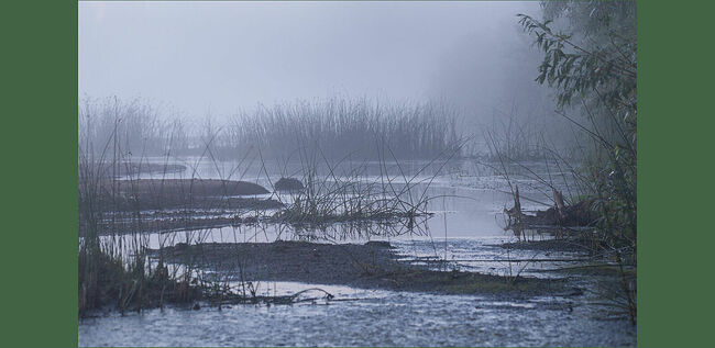Уникальный уголок природы, который щедро одарил фотографа встречами с различными куликами. На этом фото пейзаж выглядит мистически. Но стоит выглянуть солнцу, начинается волшебство.