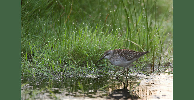 Когда я снимаю околоводный пейзаж, то вижу много разных куликов, они очень пугливые, завидев человека, сразу улетают. А когда фотографируешь птиц из палатки, то они даже не подозревают, что в двух метрах от них находится фотограф. Очень интересно наблюдать за птицами. Это совсем другой мир.  В середине апреля в Кологрив из Африки, Южной Азии и даже Австралии прилетает длинноногий кулик с забавным названием – фифи. Летит он и день, и ночь, преодолевая иной раз тысячу километров без передышки. А размером всего со скворца. Выходит, мал да удал фифи! Название своё птица получила из-за звуков, которые издаёт, напоминающих свист: "фи-фи".   Селится фифи на болотах, мелких лесных водоёмах, небольших озерцах, на пойменных лугах. 