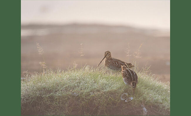 В детстве, когда я с мальчишками бегал на рыбалку, то часто слышал блеяние барашка. И думал: в этом месте точно не должно быть ни баранов, ни овец. Кто же тогда кричит: бе-е-е? Звук каждый раз доносился сверху, и я начал всматриваться в облака. А высоко в небе порхала маленькая птица. Как вдруг она «снарядом» понеслась к земле, будто падая. А на хвосте её перья «пели»: бе-е-е-е…   Это был бекас (лат. Gallinago gallinago)   или «ночной кулик», внешне очень похожий на вальдшнепа. 