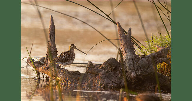А его «странный» полёт оказался особым поведением в начале брачного периода. Так самец привлекает самку: поднимается высоко в небо, а затем пикирует вниз, при этом раскрывает хвостовые перья, они и издают под напором воздуха дребезжание, похожее на блеяние барашка. Удивительные создания - птицы!   Бекас – кулик среднего размера, примерно, как дрозд. Окрас перьев пёстрый с узорами. Такая маскировка особенно подходит под тон болотной растительности, с таким камуфляжем можно вести тайный образ жизни.  А как быстро отличить бекаса от вальдшнепа?  У вальдшнепа глаза располагаются выше уровня клюва, а у бекаса – на уровне.